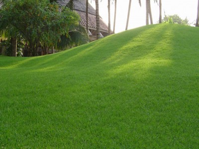 Giải pháp thiết kế cỏ sân vườn hiện đại